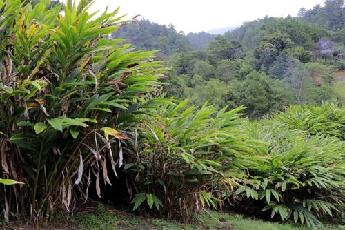 El cardamomo encontr&oacute; en Alta Verapaz condiciones ideales de clima y suelo para su desarrollo. (Foto: MAGA)