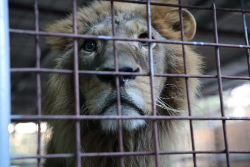 Ambas especies fueron entregadas de forma voluntaria. (Foto: CONAP)