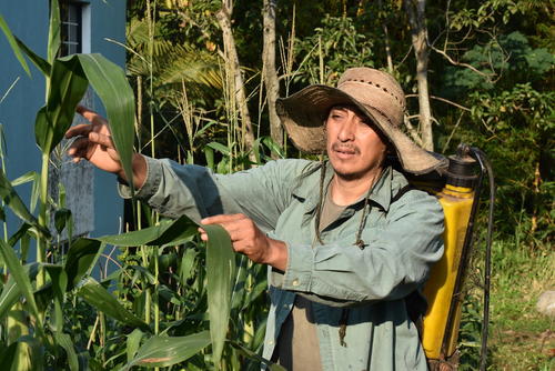 Se debe de revisar bien las plantas para detectar riesgos y prevenir p&eacute;rdidas. (Foto: Rudy L&oacute;pez/Colaborador)