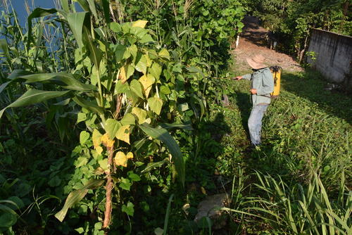 En Nuevo Chuatuj uno de los principales cultivos es el del ma&iacute;z. (Foto: Rudy L&oacute;pez/Colaborador)