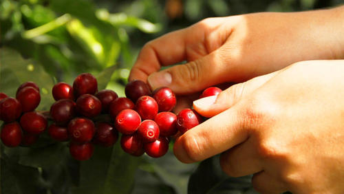 Se estima que el sector del caf&eacute; se ha visto afectado por la falta de mano de obra en Guatemala. (Foto: Anacaf&eacute;/Soy502)