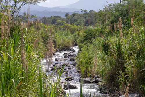 Se puede apreciar las riquezas naturales en el Viejo Palmar. (Foto: Oswaldo Cop/Colaborador)