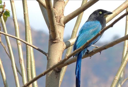 La Xara se observa en &aacute;reas m&aacute;s templadas. (Foto: Alfonso Gu&aacute;rquez/Colaborador)