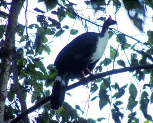 El pavo de cacho a&uacute;n se avista entre los volcanes de Atitl&aacute;n, Tolim&aacute;n y San Pedro. (Foto: Alfonso Gu&aacute;rquez/Colaborador)