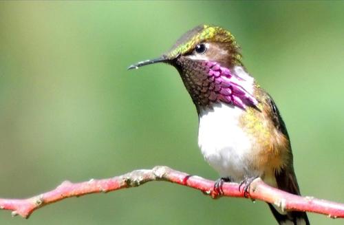 El colibr&iacute; de garganta vino tinto sorprende al encontrarlo en calma. (Foto: Alfonso Gu&aacute;rquez/Colaborador)