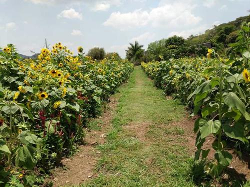 Cuenta con amplias &aacute;reas verdes y espacios para disfrutar de la naturaleza. (Foto: D'Rocks Jutiapa)