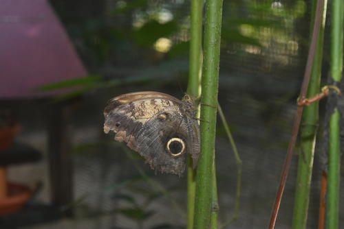 La Mariposa B&uacute;ho te espera: Descubre Act&uacute;n Kan, un para&iacute;so natural. (Foto: Colaboraci&oacute;n/Carlos Pel&aacute;ez)