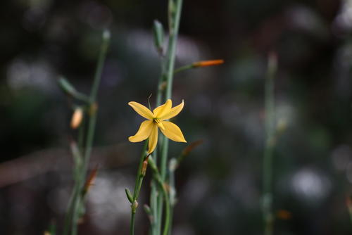 Se puede observar diversos tipos de flores. (Foto: Oswaldo Cop/Colaborador)