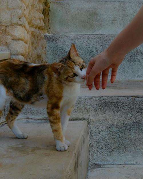 gatos comportamiento frotar personas 1