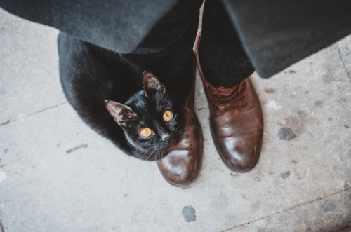 gatos comportamiento frotar personas 2