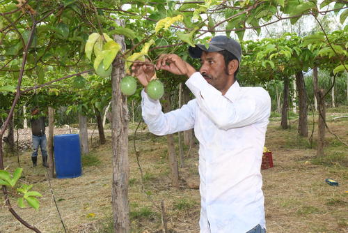 El cultivo de la fruta genera empleo a las familias. (Foto: Juan Carlos Aquino/Colaborador)
