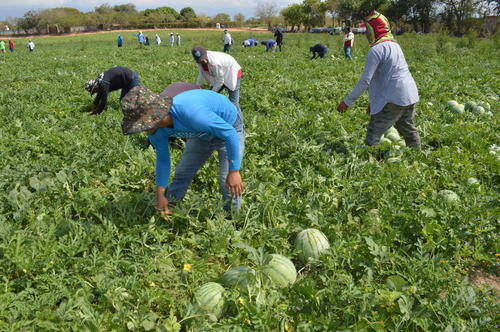 Asimismo, con los cultivos puedes emplear a otras personas. (Foto: Cortes&iacute;a)