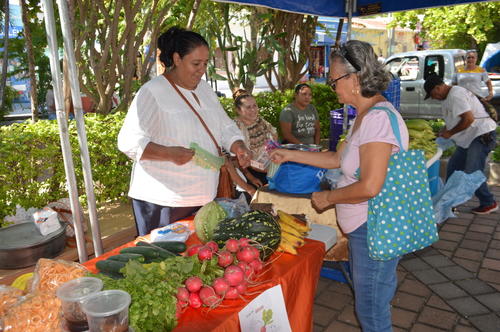 C&oacute;mo optimizar cultivos: 5 consejos cruciales de agronom&iacute;a SEO. (Foto: Juan Carlos Aquino/Colaborador)