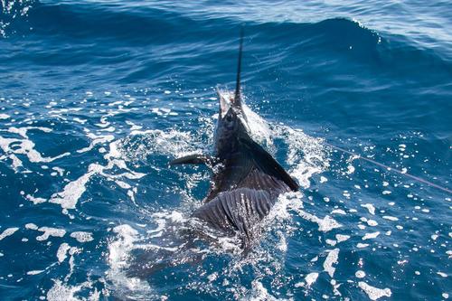 En Guatemala, el pez vela es una especie reservada y exclusivamente para pesca deportiva, prohibi&eacute;ndose su captura comercial, venta y consumo. (Foto: Erick Vel&aacute;squez / Asociaci&oacute;n Nacional de Pesca Deportiva)