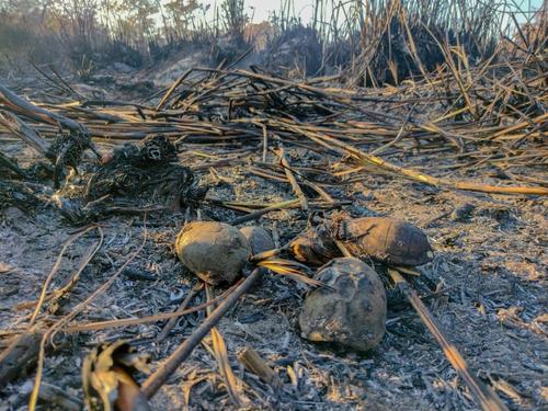 Los incendios forestales destruyen h&aacute;bitats, afectan la biodiversidad y ponen en riesgo a la vida silvestre. (Foto: Conap)
