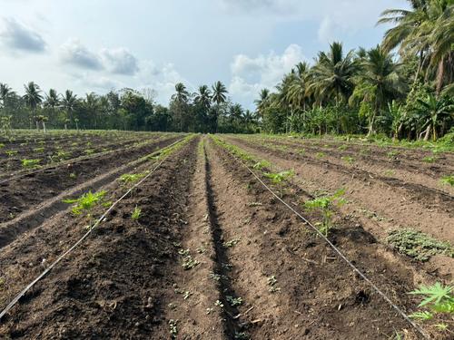 Las tuber&iacute;as deben de ir ordenadas a un costado de la planta. (Foto: Henry L&oacute;pez/Colaborador)