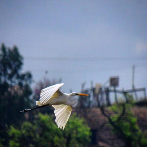 Es un lugar ideal para apreciar a las garzas en vuelo. (Foto: Oswaldo Cop/Colaborador)
