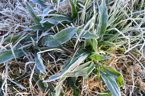 Campos amanecieron cubiertos de escarcha. (Foto: Jos&eacute; Garc&iacute;a/Nuestro Diario)