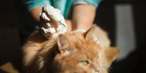 desparacita gatos higiene