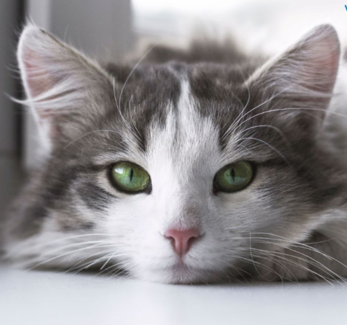 gato toxoplasmosis embarazo