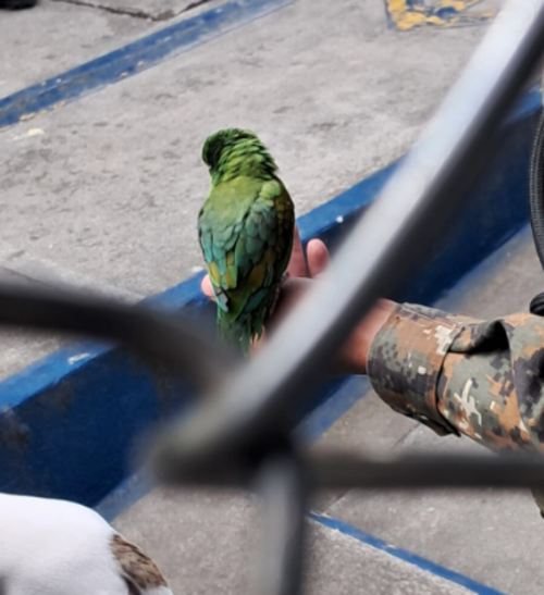 Se encontraron perros, gatos reci&eacute;n nacidos y un loro. (Foto: PNC)