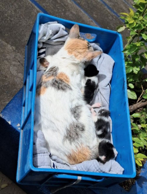 Todos los animales fueron rescatados y trasladados. (Foto: PNC)