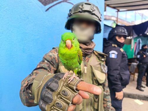 Varias mascotas fueron localizadas en el Preventivo. (Foto: Ej&eacute;rcito)