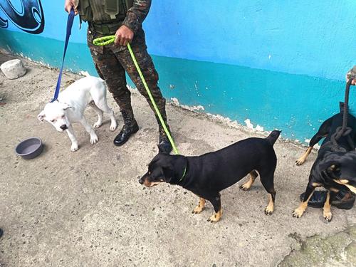 Perros localizados durante una requisa en el Preventivo. (Foto: Ej&eacute;rcito)