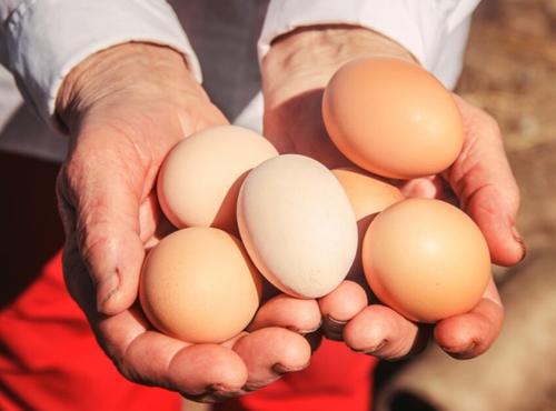 Lo recomendable es que comercialices los huevos en los pr&oacute;ximos cinco d&iacute;as de ponerlos, ya que as&iacute; siguen frescos. (Foto: El Sitio Av&iacute;cola) 