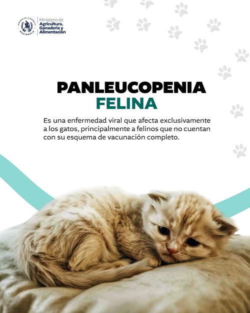alerta preventiva por virus panleucopenia felina 1