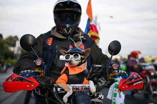 Mascotas se robaron las miradas durante el recorrido. (Foto: AFP)