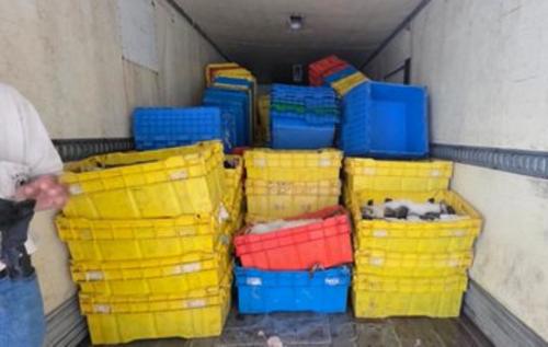 El producto era transportado en un furg&oacute;n que movilizaba 203 cajas pl&aacute;sticas. (Foto: SAT)