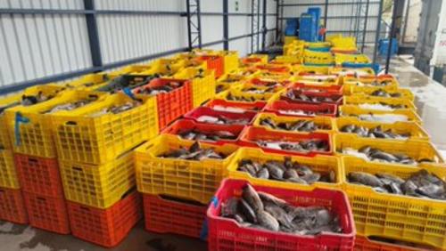 El cargamento superaba superaba los 9 mil kilogramos de tilapia. (Foto: SAT) 