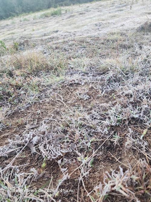 La grama amaneci&oacute; cubierta de escarcha debido al fr&iacute;o intenso. (Foto: redes sociales)
