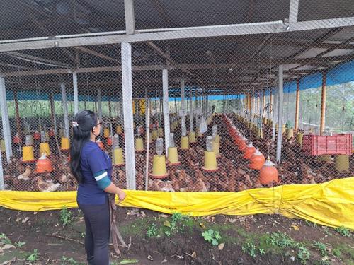Buscan contribuir con la profesionalizaci&oacute;n del sector av&iacute;cola del departamento. (Foto: Pedro Sicajau/Colaborador)