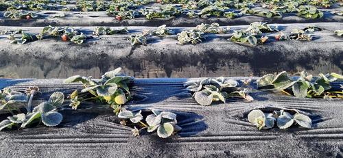 Cultivos en el &aacute;rea del occidente del pa&iacute;s se han visto afectados ante las heladas. (Foto: Meteorolog&iacute;a GT)