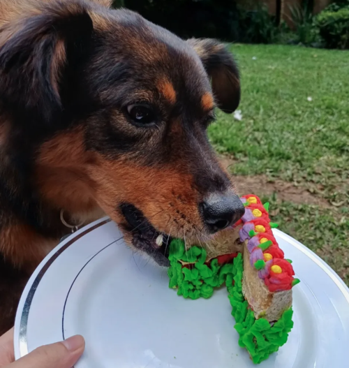 pawsteler&iacute;a 1