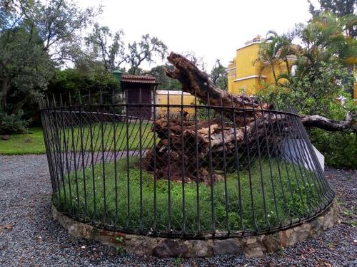 El &aacute;rbol original se desplom&oacute; en mayo de 2020. (Foto: Archivo)