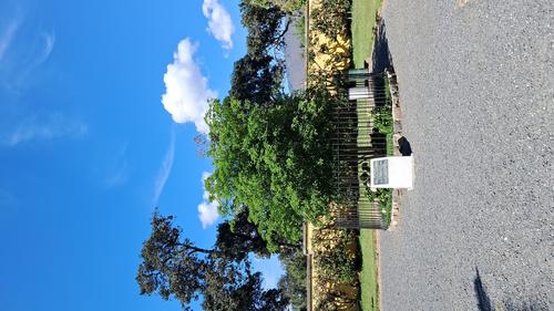 El v&aacute;stago del &aacute;rbol original fue tomado y plantado en el mismo lugar. (Foto: Renato Melgar/Colaborador)
