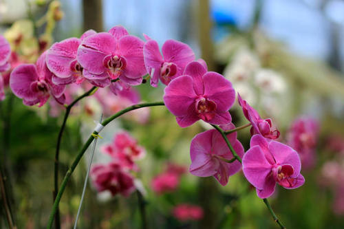 Las orqu&iacute;deas dan se&ntilde;ales de iniciar un camino de exportaci&oacute;n, seg&uacute;n indic&oacute; Brigitte Obrock. (Foto ilustrativa: istock)