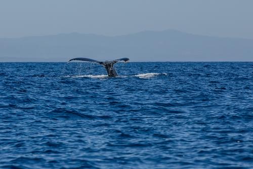 El avistamiento de ballenas llaman altamente la atenci&oacute;n de turistas. (Foto: Conap)