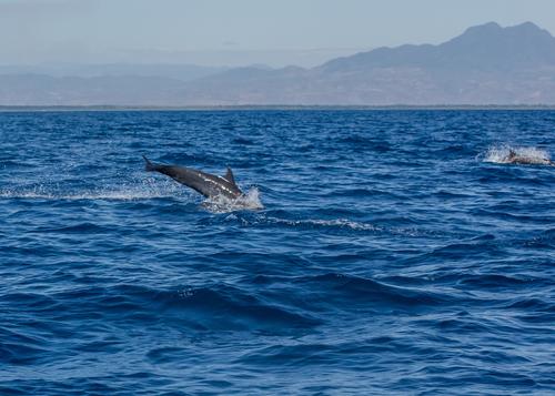 Delfines tambi&eacute;n son vistos durante la &eacute;poca de calor en Guatemala. (Foto: Conap)