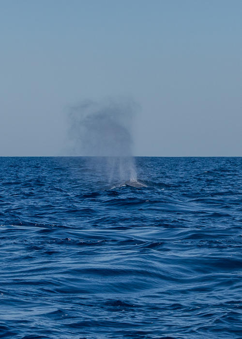 Durante la presencia de ballenas se vive un espect&aacute;culo de la naturaleza. (Foto: Conap)