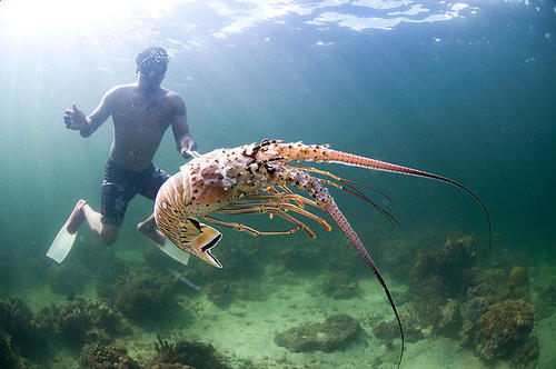 La veda de la langosta del Caribe estar&aacute; vigente de marzo a junio. (Foto: WWF)