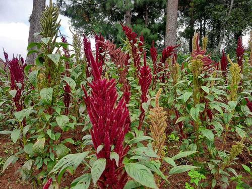 La planta puede alcanzar hasta dos metros de altura. (Foto: Alfonso Gu&aacute;rquez/Colaborador)