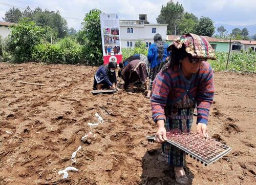 Veinticinco mujeres se involucran en la cosecha, producci&oacute;n y elaboraci&oacute;n. (Foto: Alfonso Gu&aacute;rquez/Colaborador)
