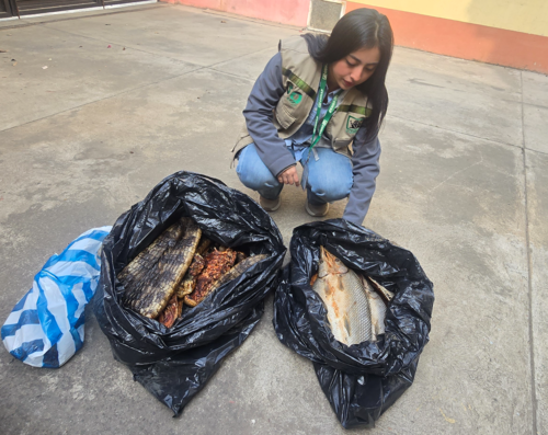 El producto fue llevado a la sede de Conap, tras incautarse en la feria cantonal. (Foto: Erick Colop)