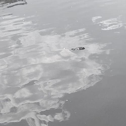 (Foto: Nehem&iacute;as Guti&eacute;rrez/Nuestro Diario)