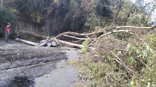En Villa Nueva una rama de un &aacute;rbol de grandes dimensiones cay&oacute; sobre el tendido el&eacute;ctrico y los desplom&oacute;. (Foto: EEGSA)