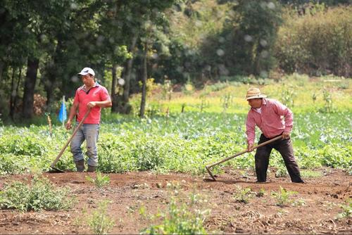 El fortalecimiento del sector agr&iacute;cola incrementar&aacute; la capacidad para ofrecer oportunidades de empleo pr&oacute;speras y econ&oacute;micamente viables. (Foto: MAGA/Soy502)